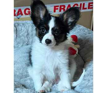 Meet Shaye: Our New Papillon Puppy on a Journey to Become a Certified Therapy Dog