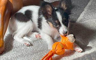"Shaye: The Papillon Therapy Dog in Training Triumphs through Week 2 of Puppy Kindergarten!"