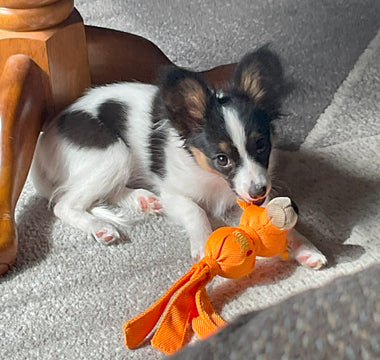 "Shaye: The Papillon Therapy Dog in Training Triumphs through Week 2 of Puppy Kindergarten!"